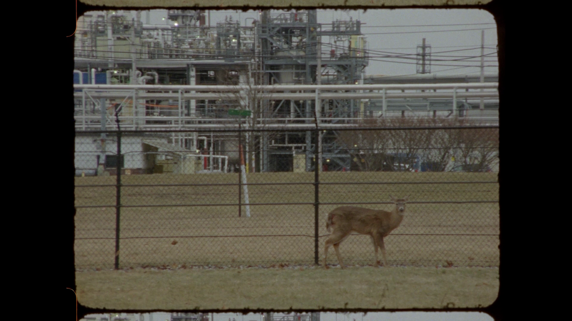  ショブン・ベイリの画像